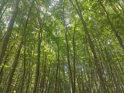 新潟の美人林3