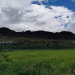 交野市のぶどう園4