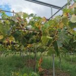交野市のぶどう園3