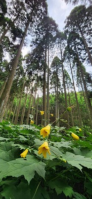 キレンゲショウマ1