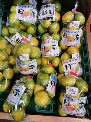 和歌山のみかん3