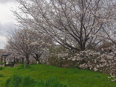 天野川堤防の桜1