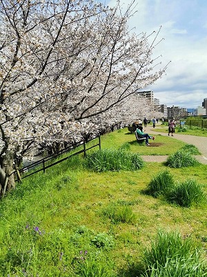 天野川堤防の桜2