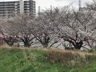天野川堤防の桜3
