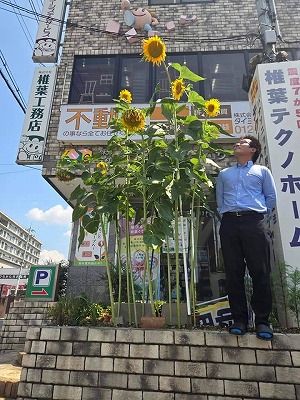 大輪のひまわりと椎葉スタッフ1