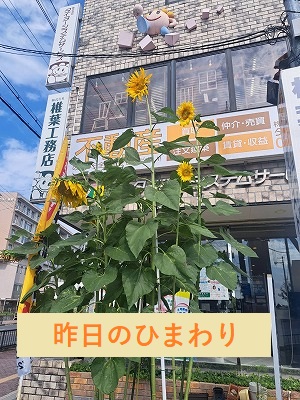 成長したひまわり