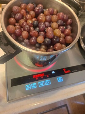 柏原のぶどう収穫3