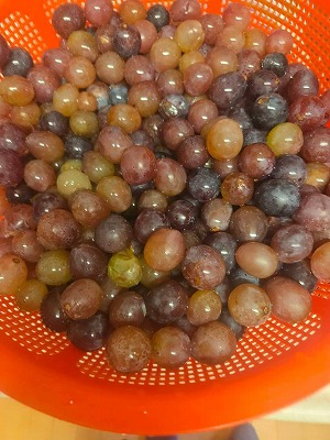 柏原のぶどう収穫2