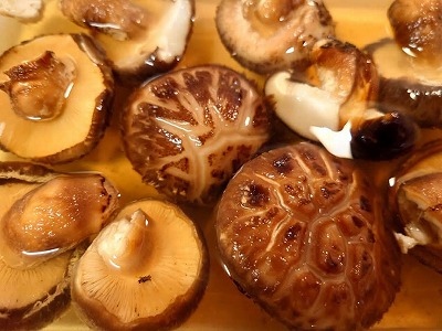椎葉村のどんこ椎茸2