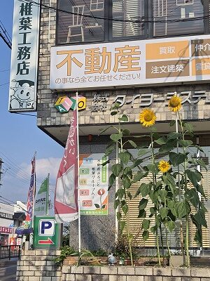 元気など根性ひまわり